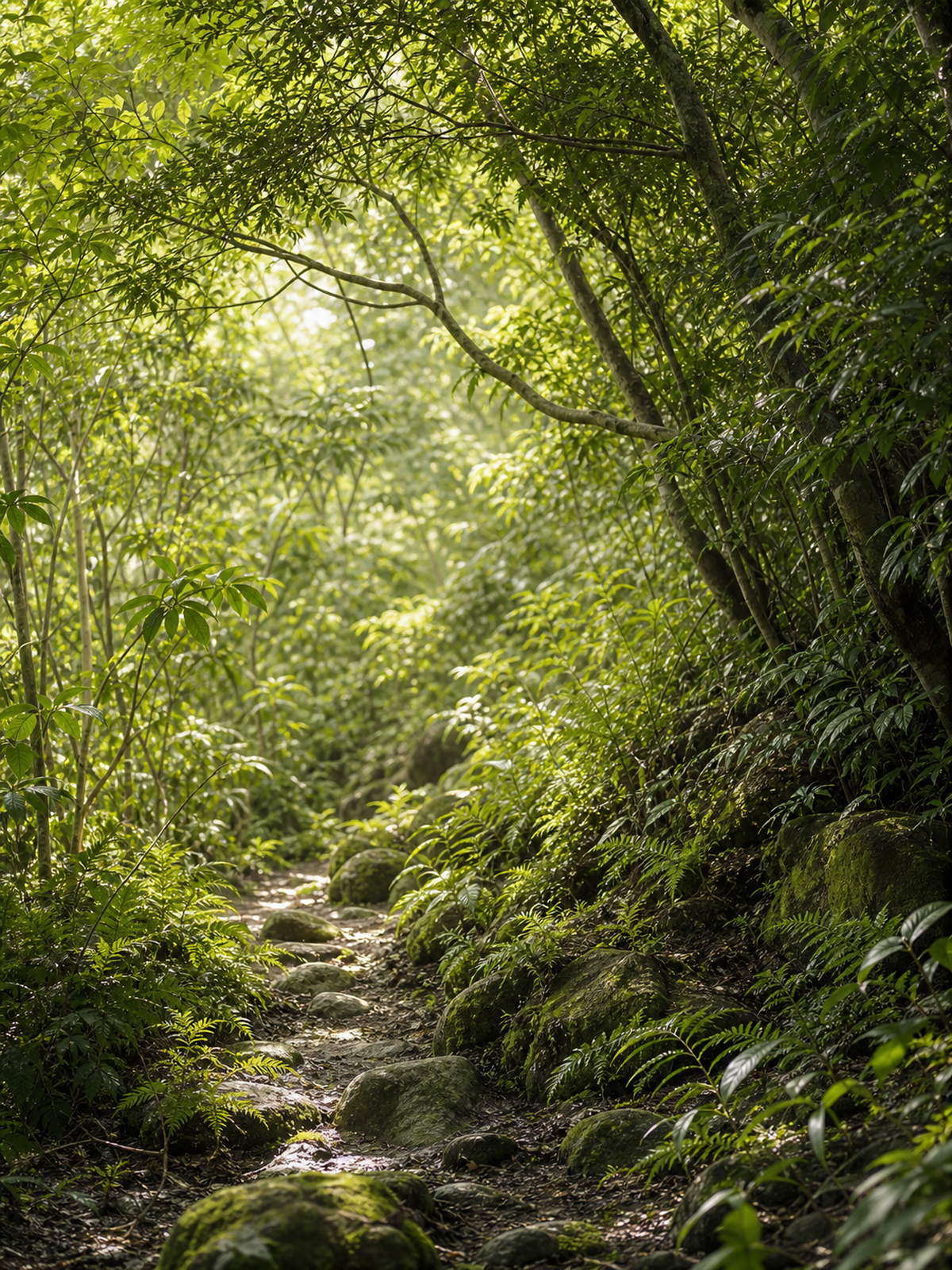 島の森の木漏れ日と苔むした石が続く小径